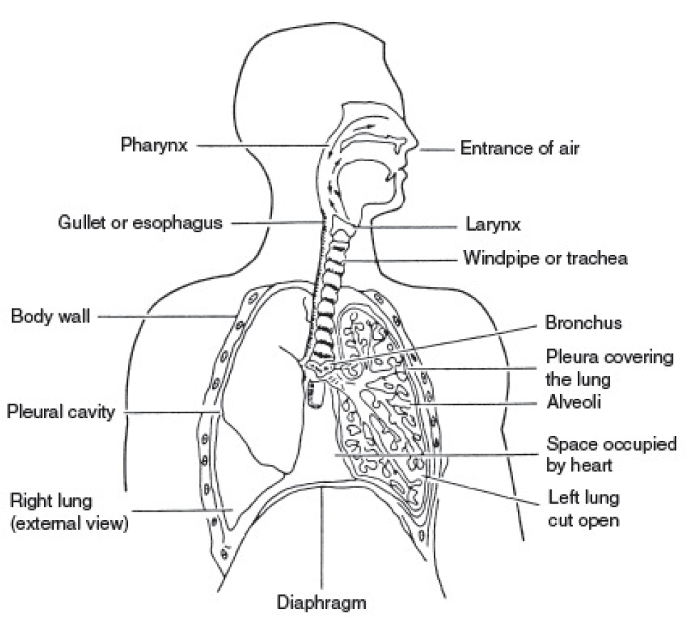 Дыхательная латынь. Respiratory System схема. Дыхательная система на английском языке. Схема дыхательной системы. Дыхательная система человека анатомия.