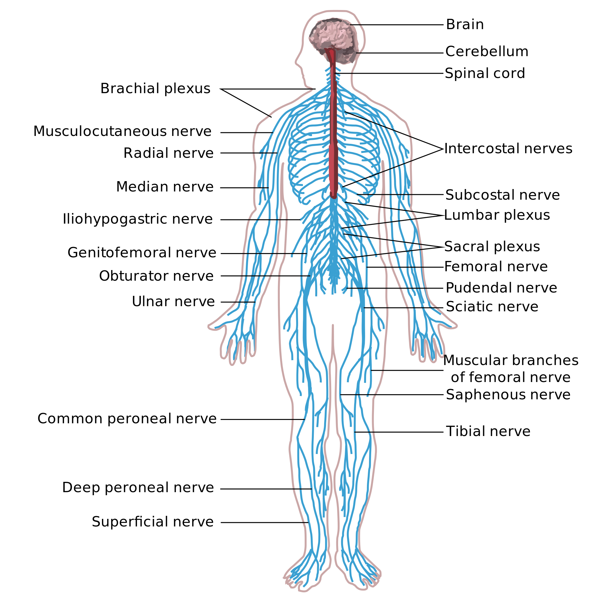 Anatomy and Physiology ~ Understanding the Nervous System « The Alchemist R&D